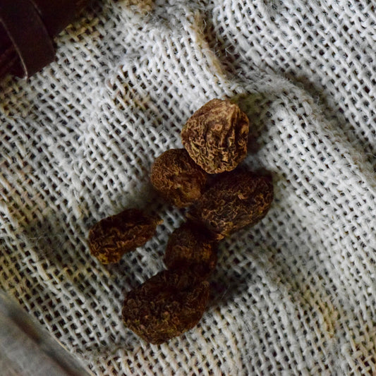 High John the Conqueror Root (Small)